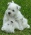 West Highland White Terrier - szczenieta ZKwP FCI